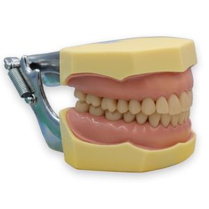 Manequim Dentística USP Ref .8054 - MOM