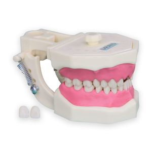 Manequim Materiais Dentários - Orais