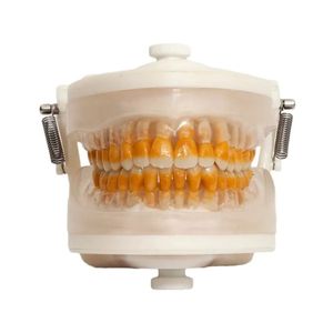 Manequim Top Periodontia II PD103 - Pronew