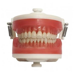 Manequim Top Dentística PD100 - Pronew