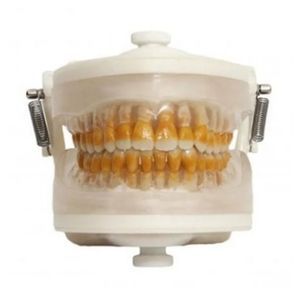 Manequim Top Periodontia I PD102 - Pronew